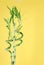 Lucky bamboo on yellow background