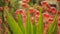 Lucky bells pink flower in garden, California USA. Mother of thousands springtime bloom, meadow romantic botanical