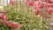 Lucky bells pink flower in garden, California USA. Mother of thousands springtime bloom, meadow romantic botanical