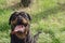 Lucky black dog. Portrait of a female Rottweiler