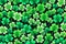 Lucky Charm: Central Focus on Four-Leaf Clover, Symbol of Luck for St. Patrick\\\'s Day - Seamless Background Pattern