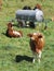 Lucky cows