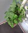 Lucky Devils ivy plant or air puryfing money plant