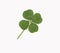 Lucky four leaf Clover