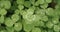 Lucky four leaf clover in a field of clovers. Shamrock lucky charm or St. Patrick`s Day