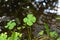 Lucky Four Leaf Clover Found in Ireland