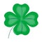 Lucky Four Leaf Shamrock On White BAckground