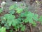 Lucky green leaves on the ground