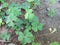 Lucky green leaves on the ground