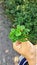 Lucky hand holding a bouquet of three four-leaf clovers