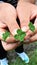 Lucky hand holding three four-leaf clovers