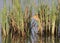 Lucky little bittern with fish