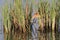 Lucky little bittern-fisherman in soft morning light