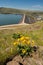 Lucky Peak Dam in Idaho with yellow arrowleaf balsamroot flowers