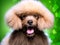 Lucky Poodle: A Festive St. Patrick\\\'s Day Portrait