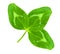 Lucky shamrock clover green heart-shaped leaves isolated on whit