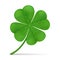 Lucky shamrock grass