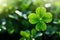 Lucky shamrock grass, four leaf clover with dew closeup