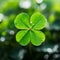 Lucky shamrock grass, four leaf clover with dew closeup