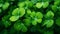 Lucky shamrock grass, four leaf clover with dew closeup