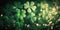 Lucky shamrocks with golden bokeh glitter. St. Patrick\\\'s Day background. Luck of the Irish. Four Leaf clover.