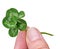 Lucky six leaf clover. Genetic mutation in nature.