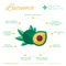 Lucuma fruit health benefits and nutrition infographics. Superfood lucmo berry nutrients and vitamins information. Healthy detox