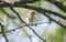 Lucy`s Warbler bird, Sweetwater Wetlands Park, Tucson Arizona