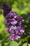 Ludwig Von Spaeth Lilac