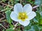 Ludwigia adscendens also known as Creeping Water Primrose grows on the wetland