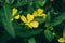 Ludwigia decurrens flower