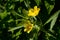 Ludwigia grandiflora Water primrose invasive species