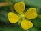 Ludwigia octovalvis. beautiful yellow flowers that bloom wildly in the forest- background