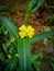 ludwigia octovalvis flower growing in the fields