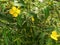 Ludwigia peruviana, with the common name Peruvian primrose-willow or Peruvian water primrose
