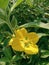 Ludwigia peruviana flower. flowers with a charming and elegant yellow color..