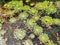 ludwigia sedioides or yellow flower mosaic plant