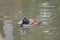 the lue biled duck is swimming in a lake