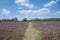 Lueneburg Heath,Lower Saxony,Germany