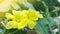 Luffa acutangula or called oyong/ gambas plantation with yellow flowers