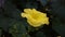 Luffa acutangula or called oyong/ gambas plantation with yellow flowers