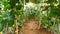 Luffa acutangula or called oyong/ gambas plantation with yellow flowers