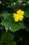 Luffa acutangula (silky gourd) male flower