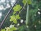 Luffa acutangular, Cucurbitaceae green vegetable fresh in garden on nature background