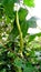 Luffa cylindrica sponge gourd fruit stock