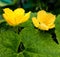 Luffa Flowers