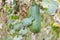 Luffa gourd plant in garden, luffa cylindrica.