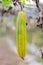 Luffa gourd plant in garden, luffa cylindrica.