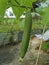 Luffa vegetable growing up in the garden.
