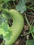 LUFFA VEGETABLES /VINES IN CUCUMBER FAMILY